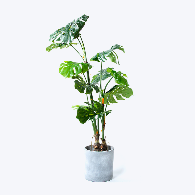 Pianta verde finta e vaso Monstera-m